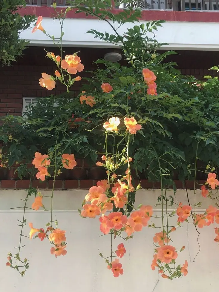 CandidGoal6378의 シナズ川サネミ