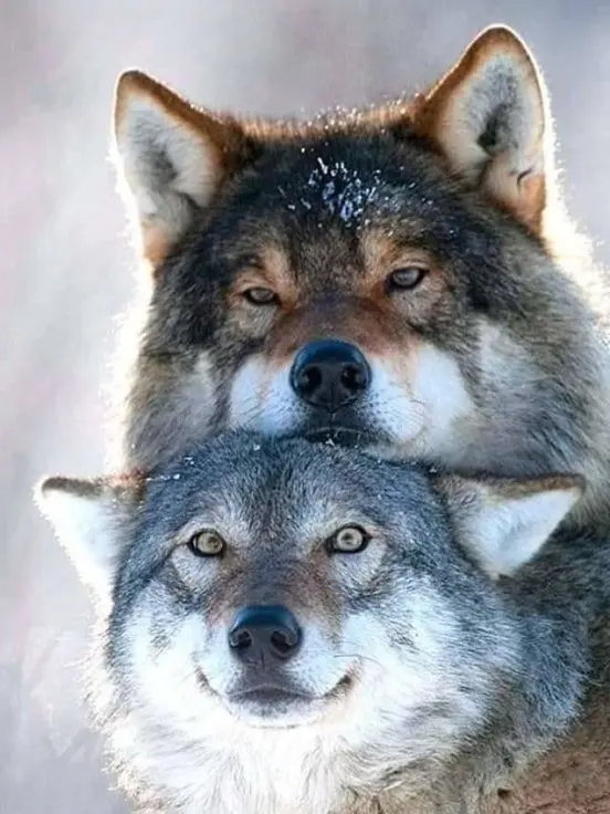 SnowyGrill3127의 귀멸의 칼날(늑대 ver.)