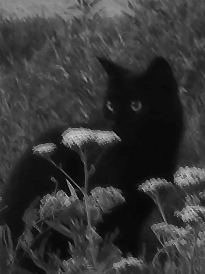 _LoLang의 싸운 날