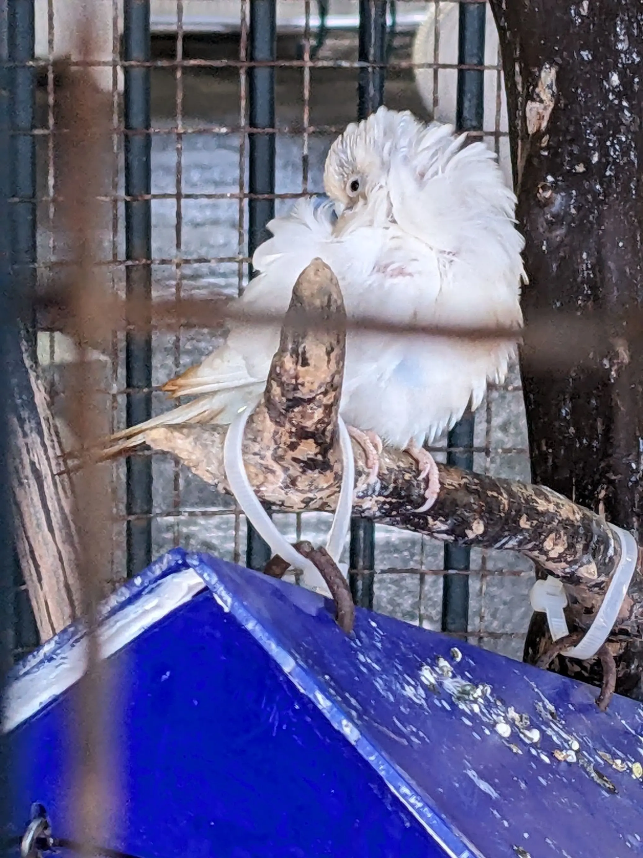 StormyLevel7979의 雪の精霊はあなたのことが好き