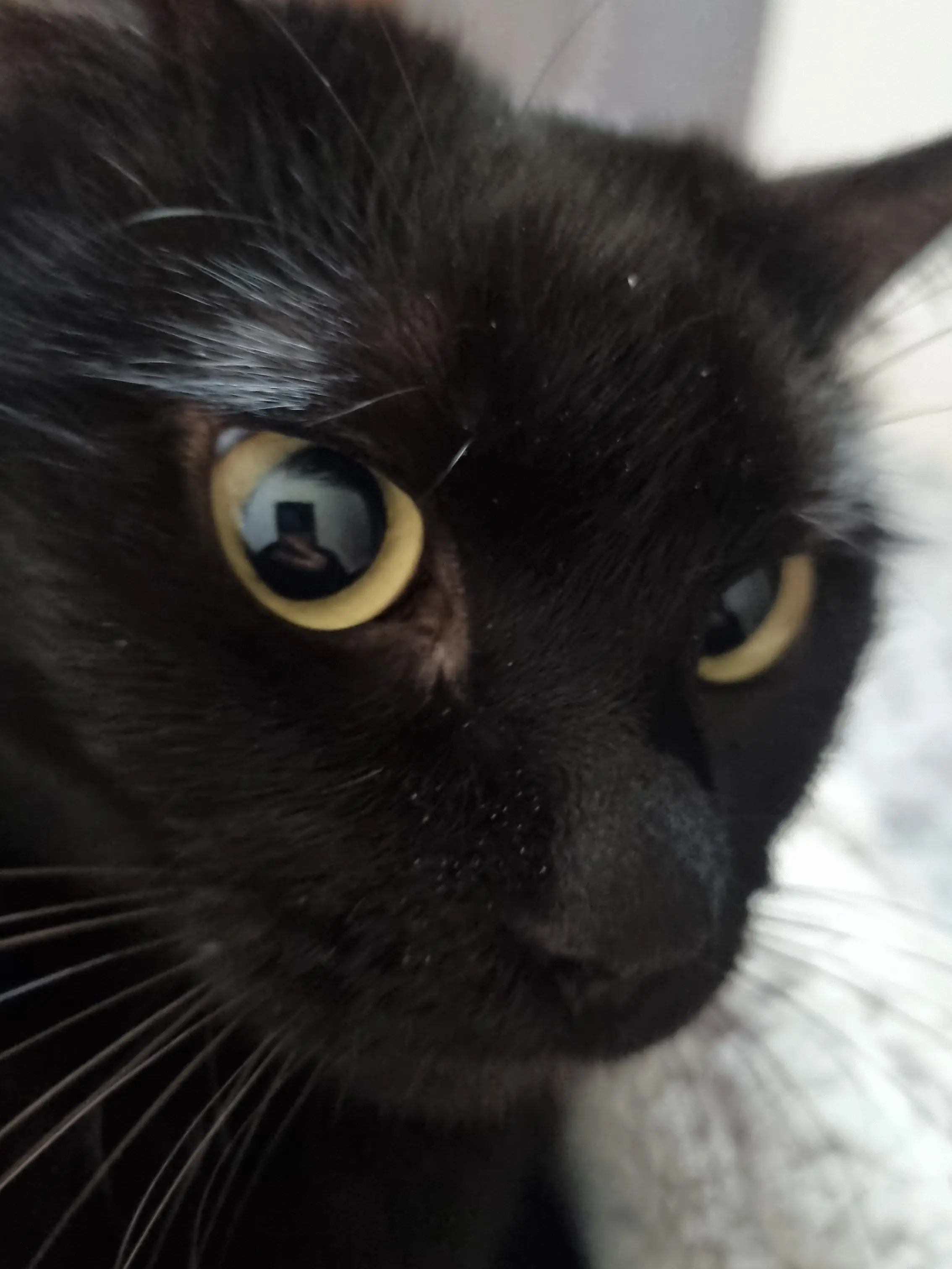 SuppleChili0386의 픽셀고등학교2💙(초능력학교)