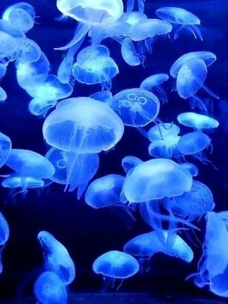 ExpertShell0774의 ࣪𓏲ּ ᥫ᭡ ₊ ⊹ ˑ ִֶ 𓂃