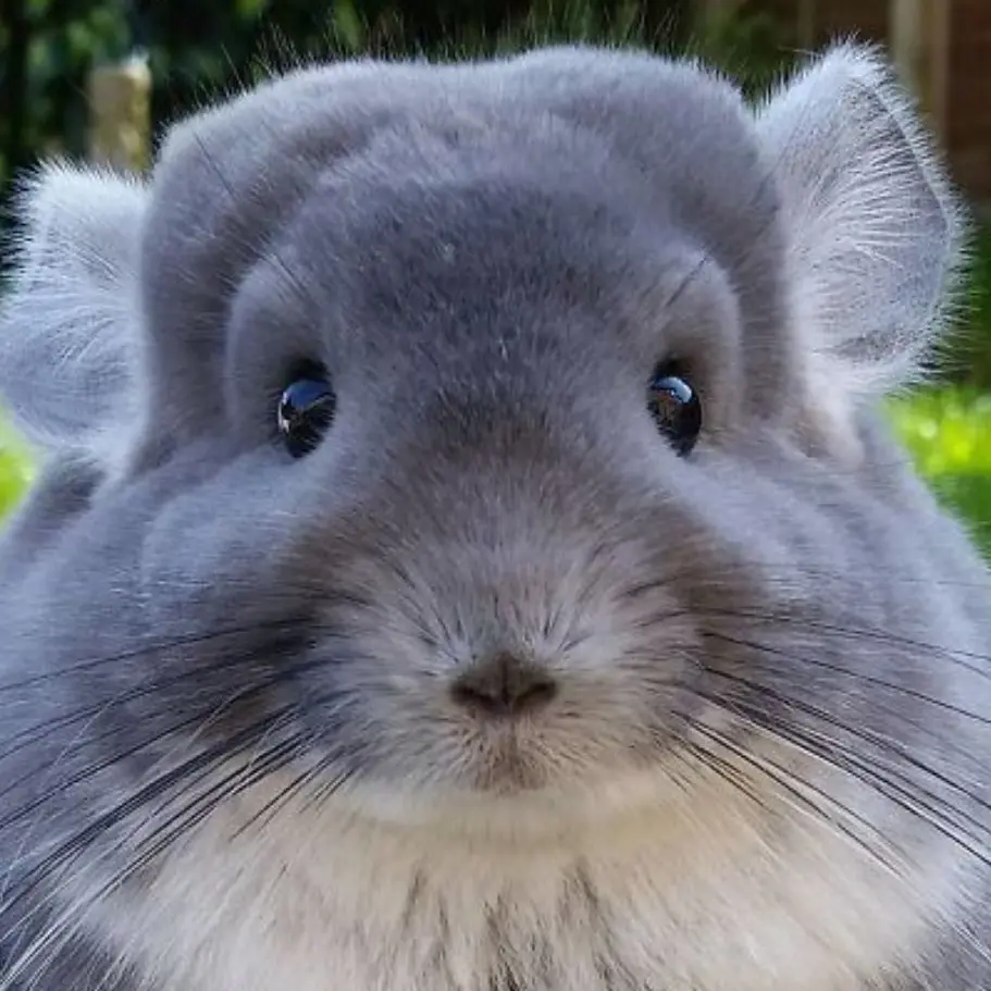 teraon58442의 ルームメイト達とあーそぼ？（？）