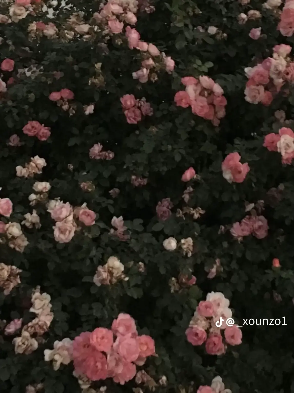 FlushPotoo1091의 연하/동갑