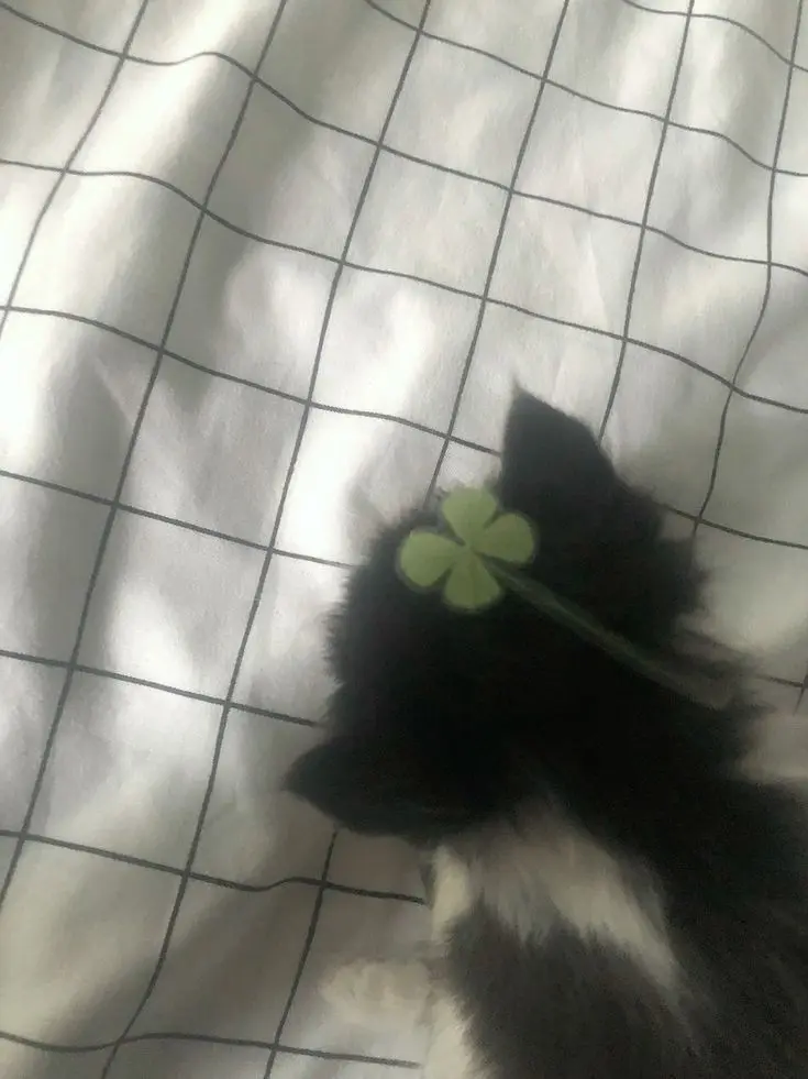 Pastelare113의 동창회🦋