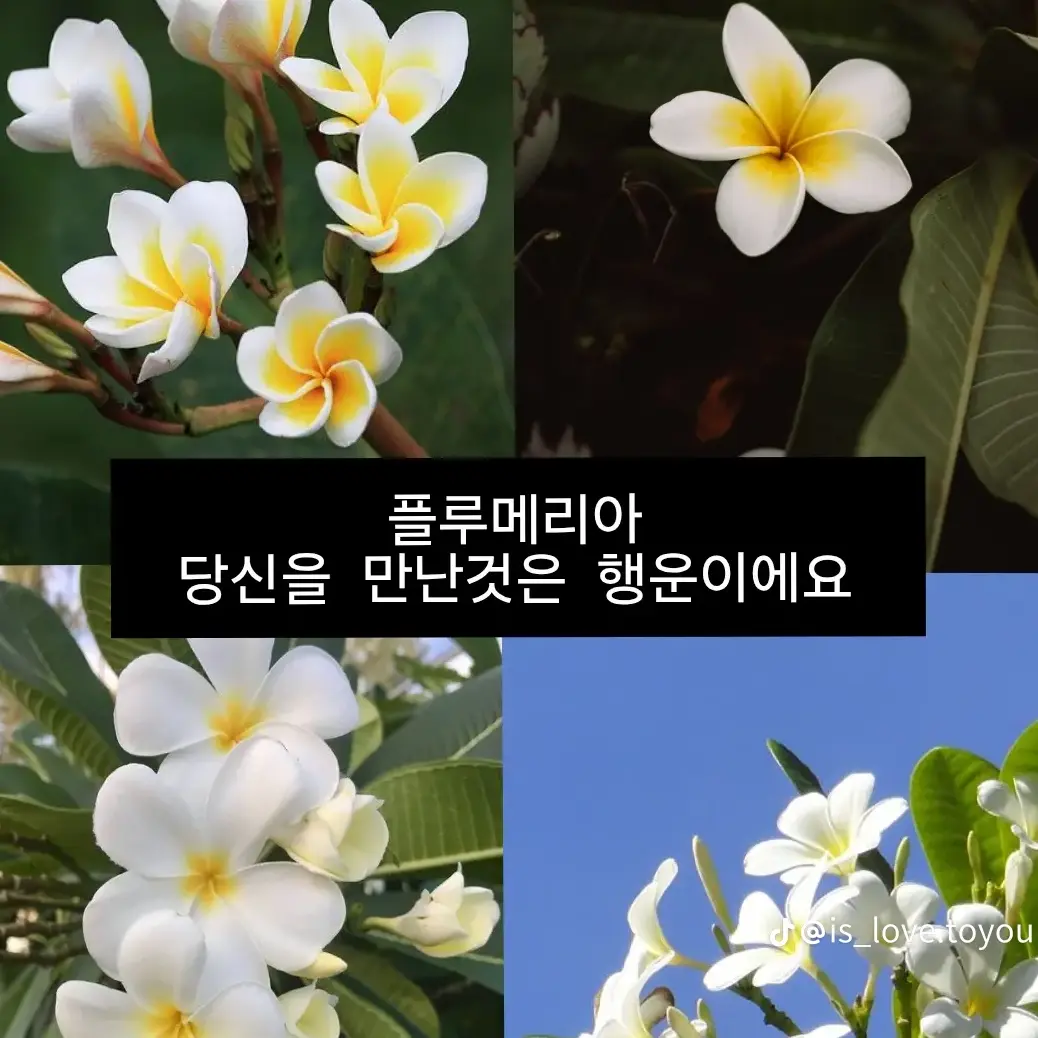 Posakhengongbang의 애저