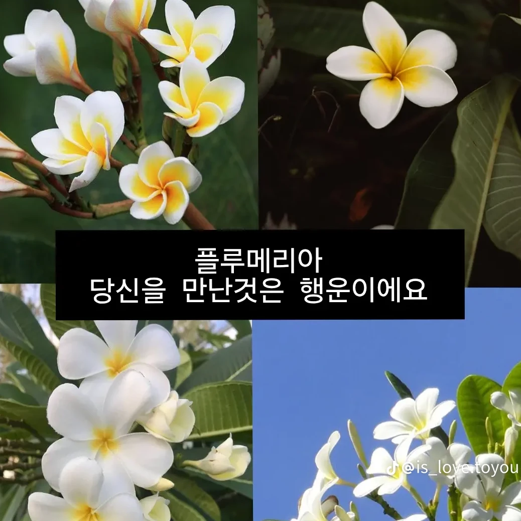 애저