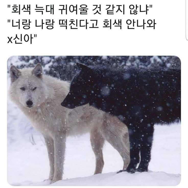 늑대로 살아보자! 🐺 대표 이미지