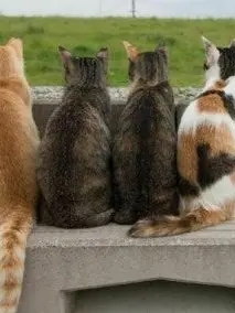 BlackSapphireflavoredCookie의 고양이를 입양했는데..