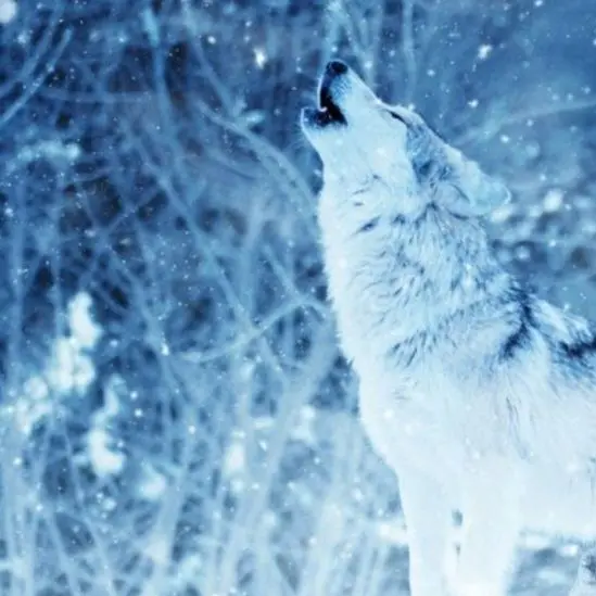 Chojeah의 "달빛아래에서 너와 한평생을 보낼께"