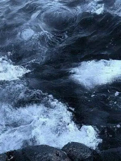 Eliteshn81의 인외 조직 .