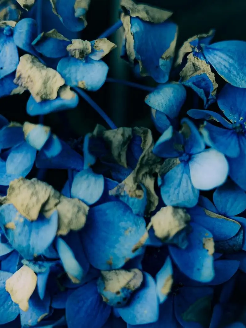 MightyBand5740의 にょたゆり