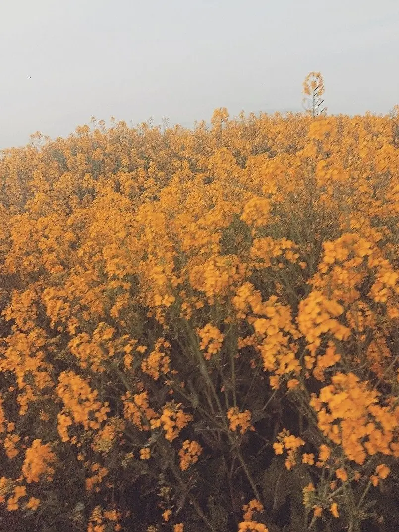 wearebloodflowfreely의 피로 물든 유채꽃, 은색백합