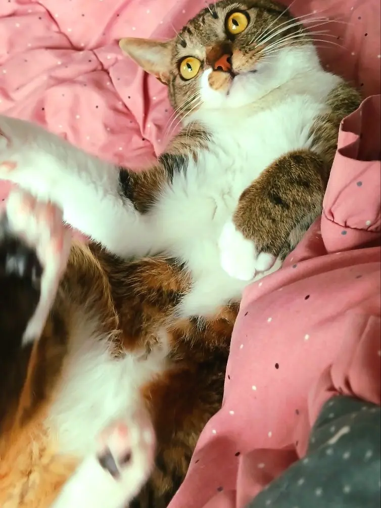 CrispySeed4617의 도리벤 세계관 (범천)