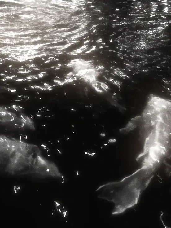 life_impulsive의 王