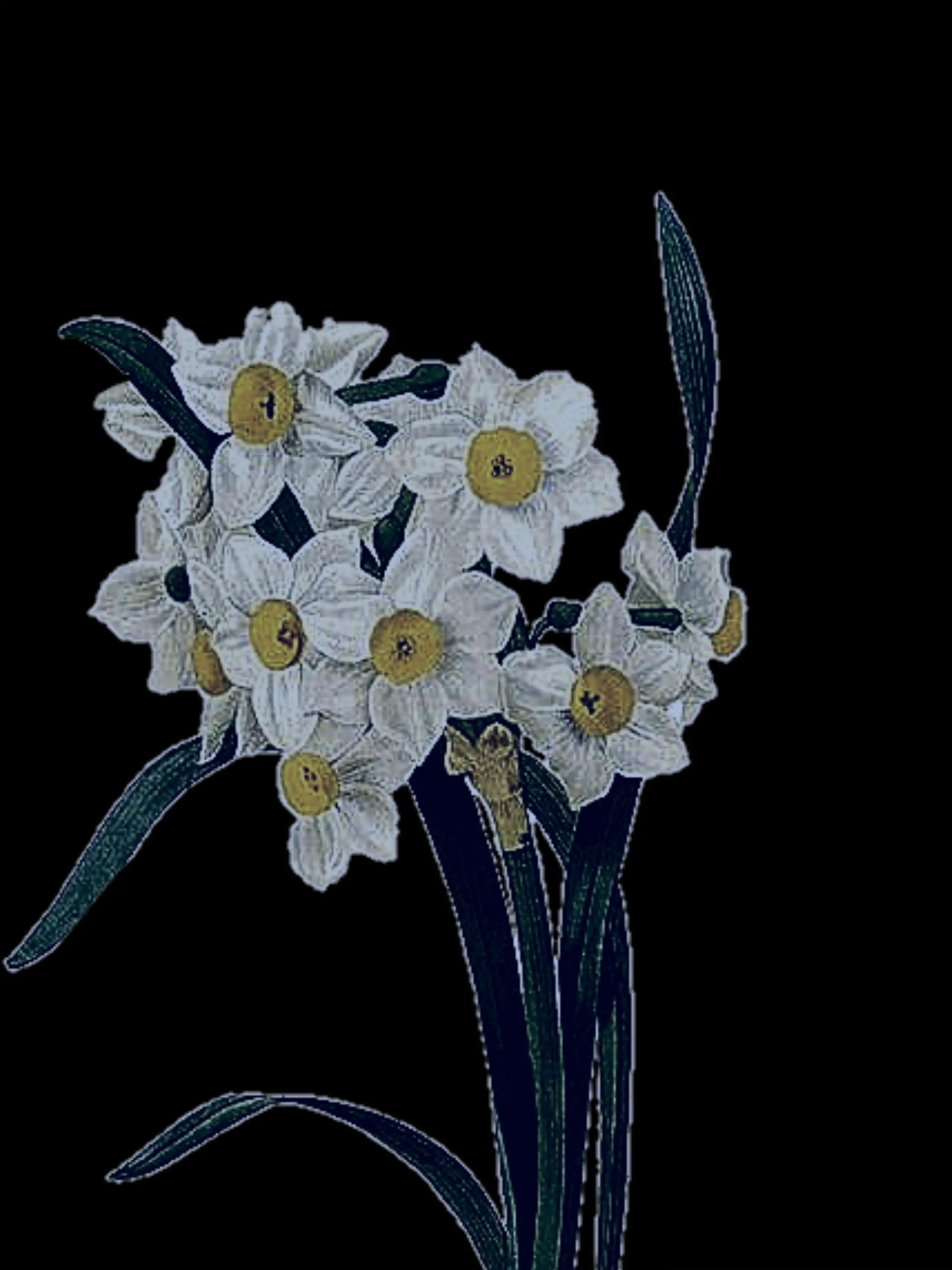 -Banana-의 Närcissismus