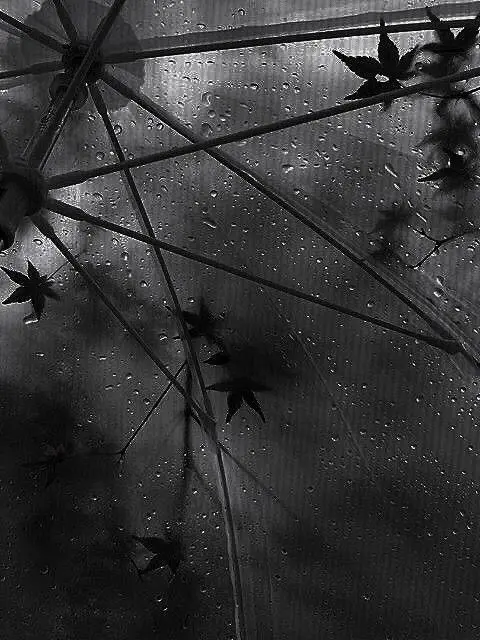 ro_se.l의 雨の日の湖に願いを
