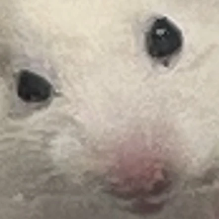 애완동물
