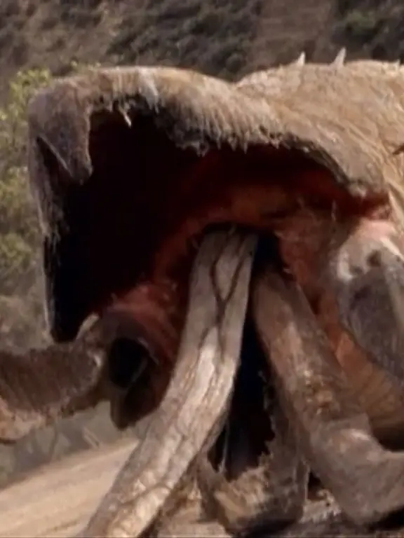 DmitryZerkive의 Graboids