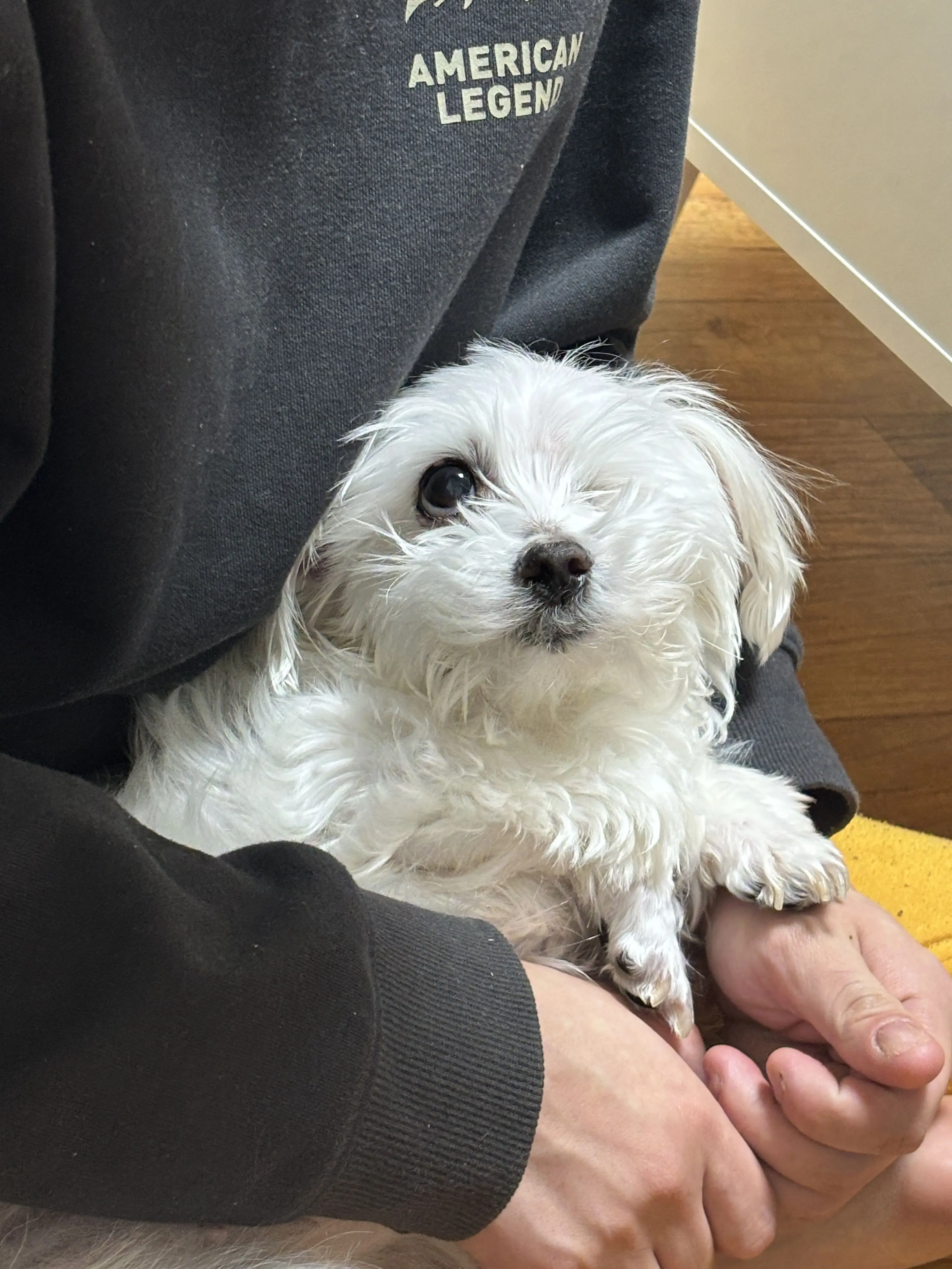 SharpSeal7076의 가강전으로 만든 영화의 위기