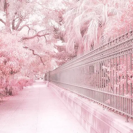 ato.12a의 비스트 동거