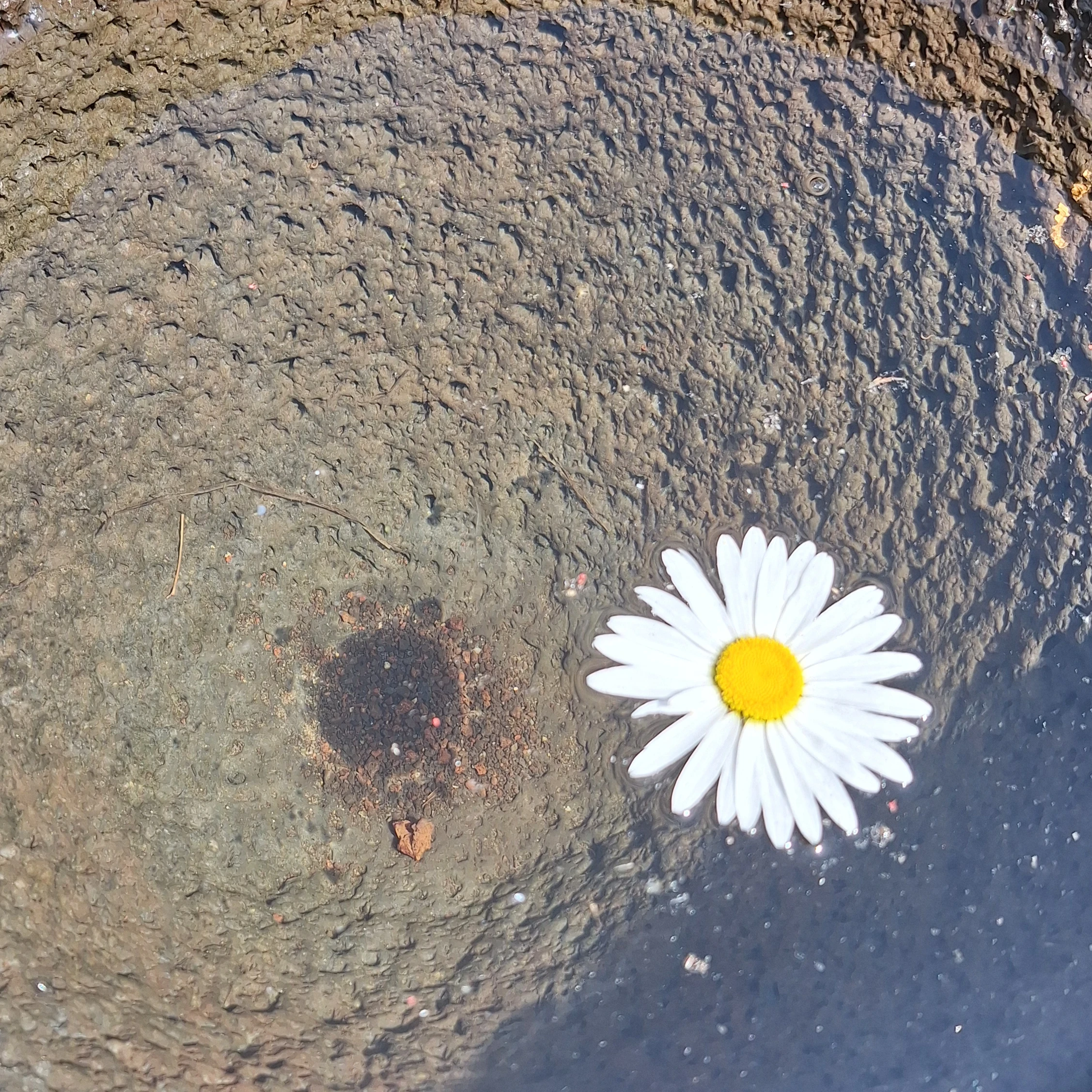 일찐무리