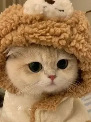 Frieddumplings의 순두부