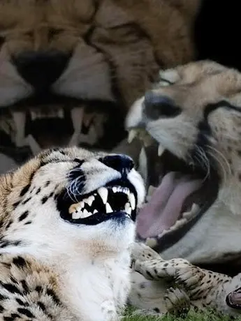 Gold_fishfish의 평화로운 4인방^^