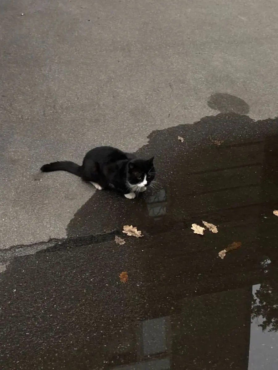 Ichigocake_5110의 Cute Cat