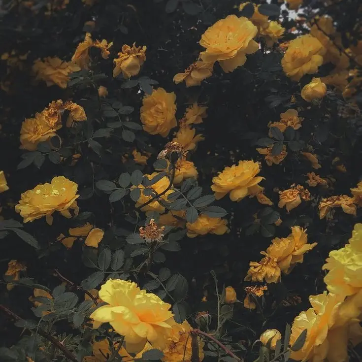 IvoryTear2873의 널 지키기 위해선 악이 되어보이겠어.