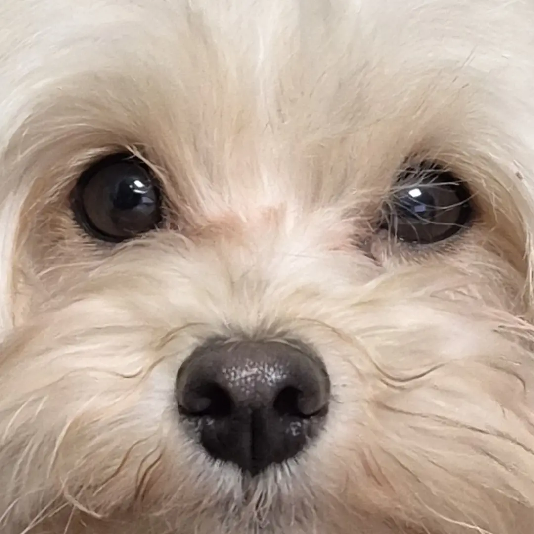 KeenDog5674의 삐진 꽁지를 행복하게 해주세요.