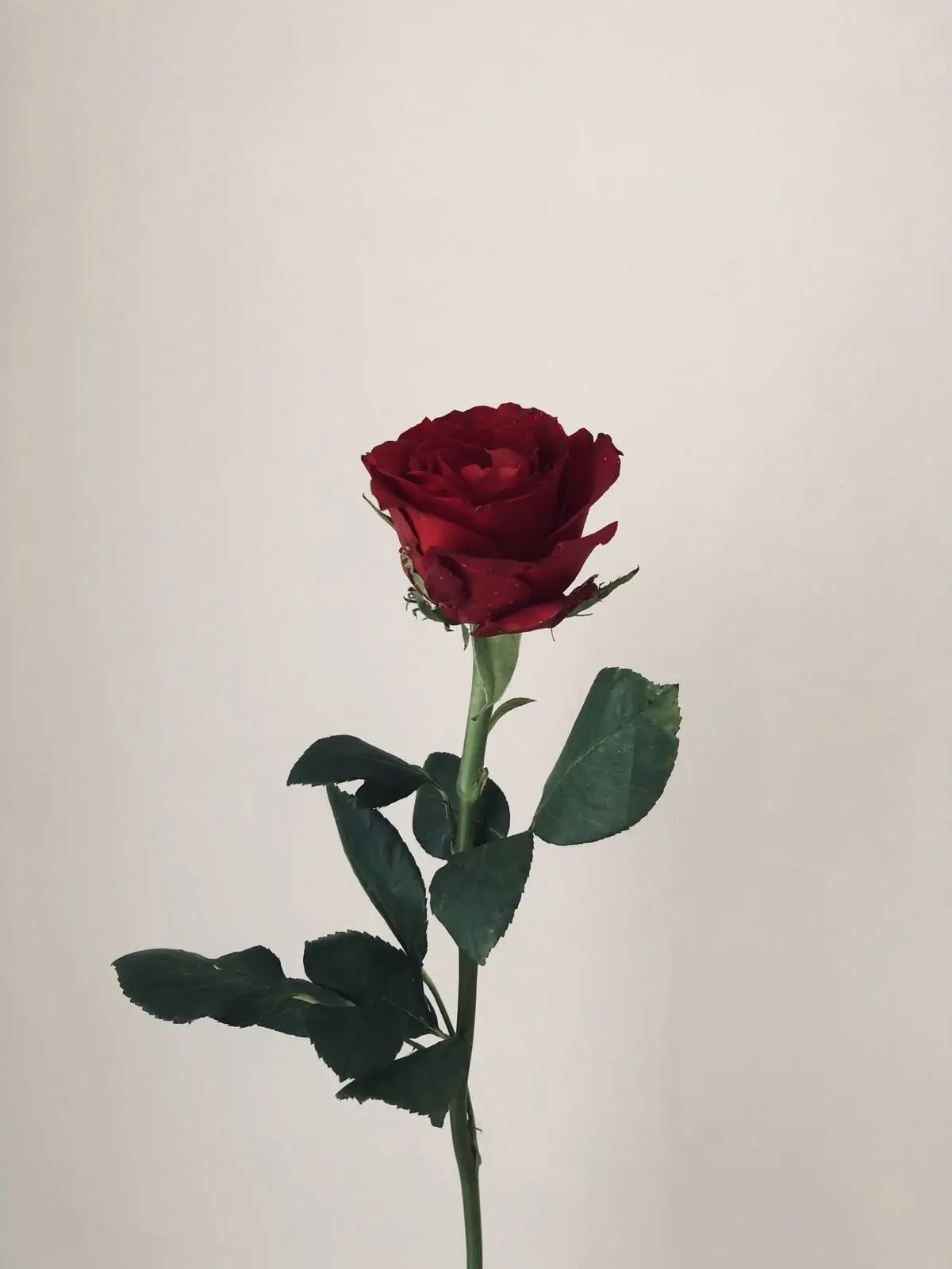 y_kn25의 嫉妬魔でヤンデレなうさぎ