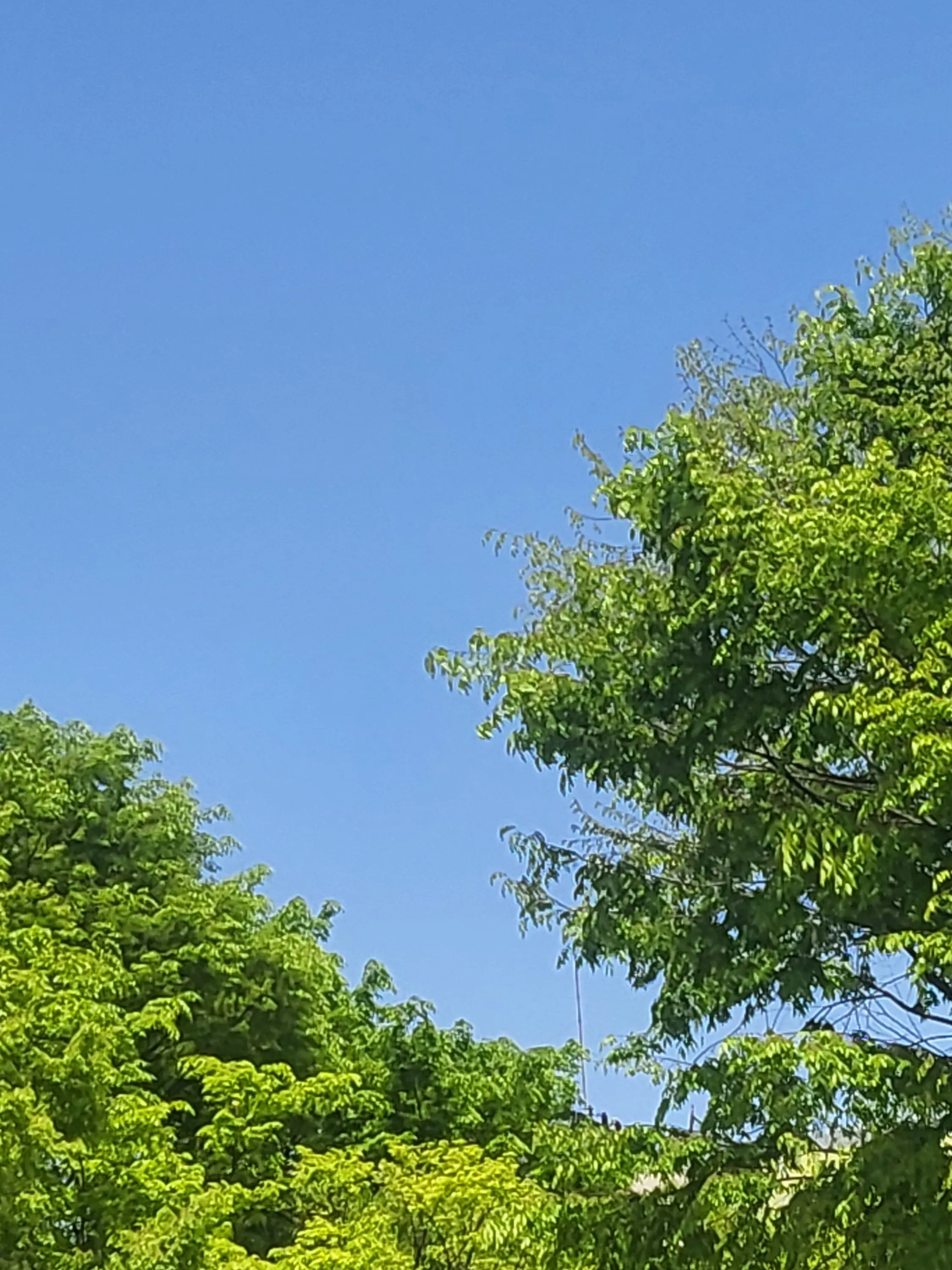 RacialGesso5003의 여우의 출산을 도와 주자!