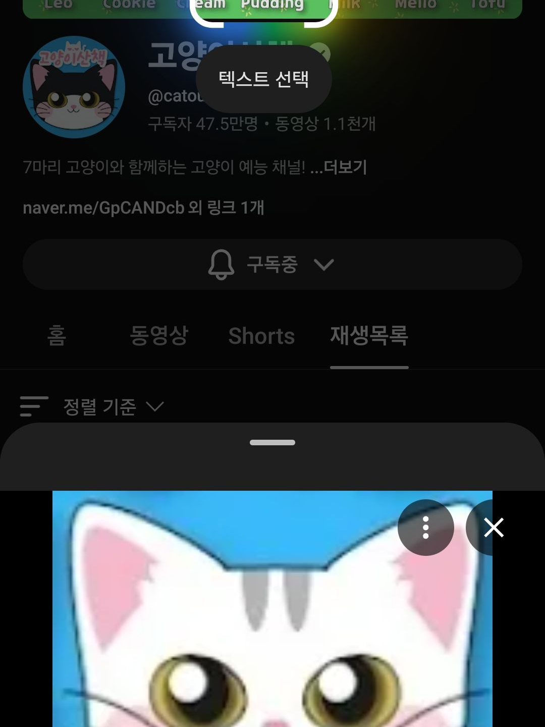 고양이산책 대표 이미지