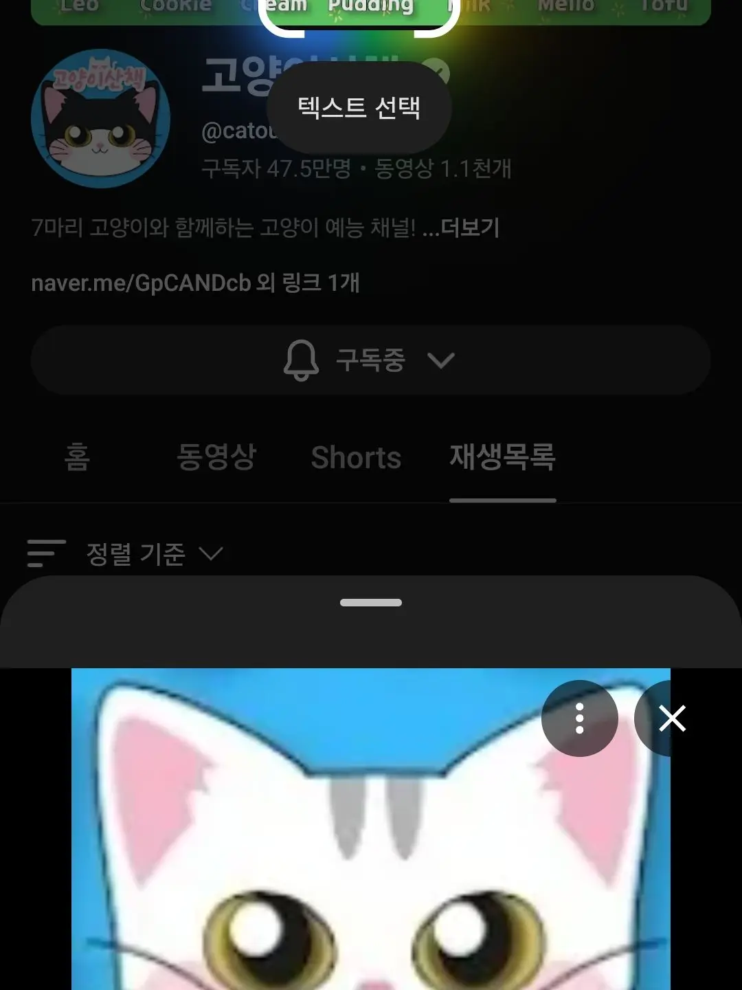 sibal_odo의 고양이산책