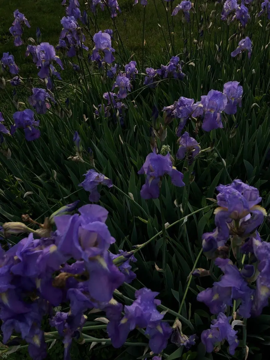 AptCache7806의 청소년 아낙사.