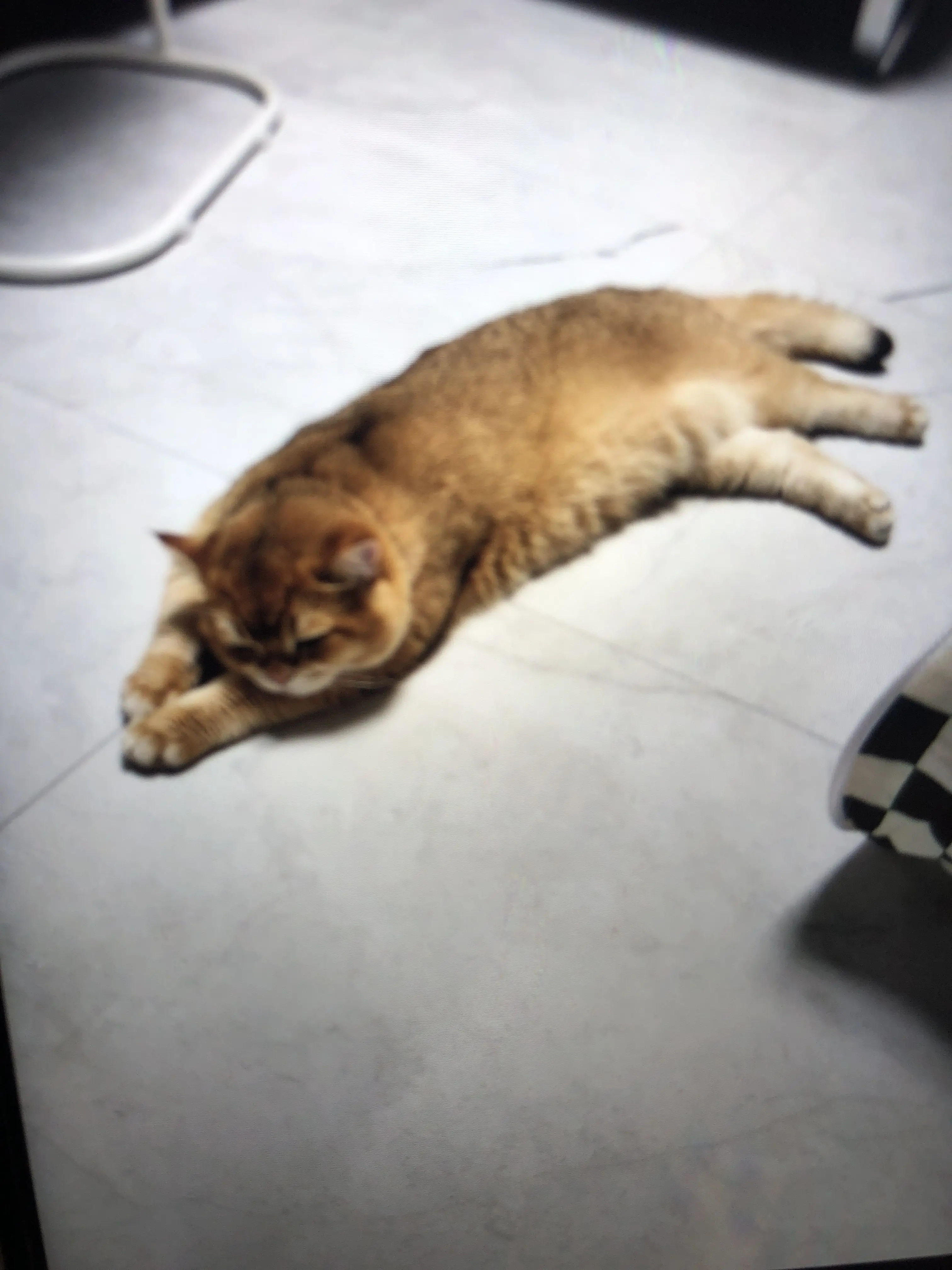 RaggedLung8174의 아주평화로운(?)4학년생활2