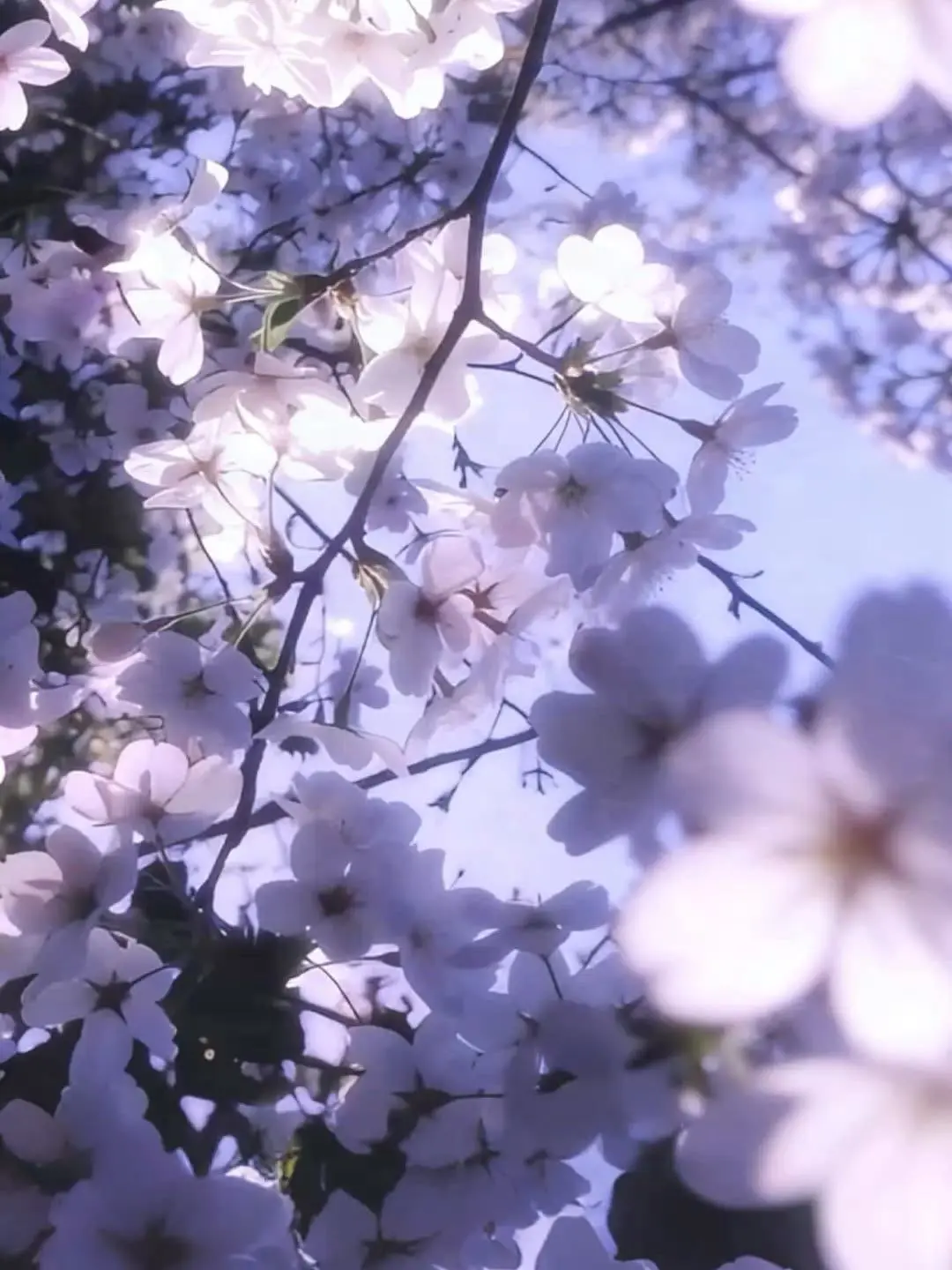 suirenn0226의 春麗らかかな君へ。