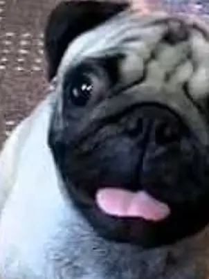 LushShip2323의 執事さん