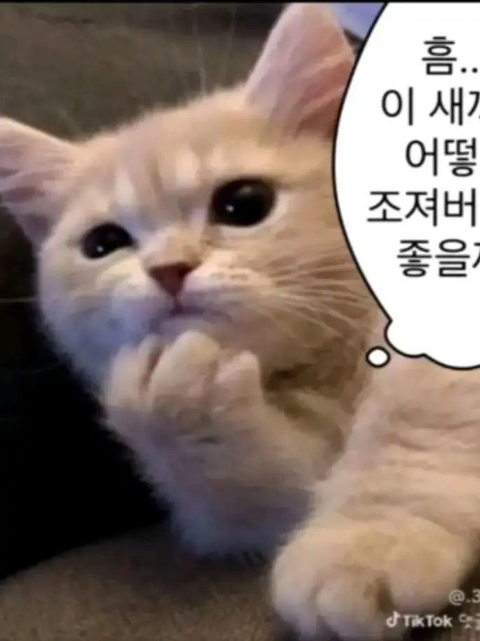 hijcp_kgueef의 더 이상의 이해는 없음