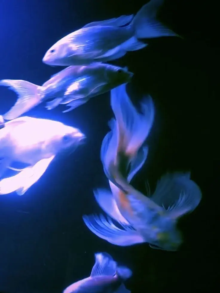 Yooooooohooooooo의 삼각관계 걔.