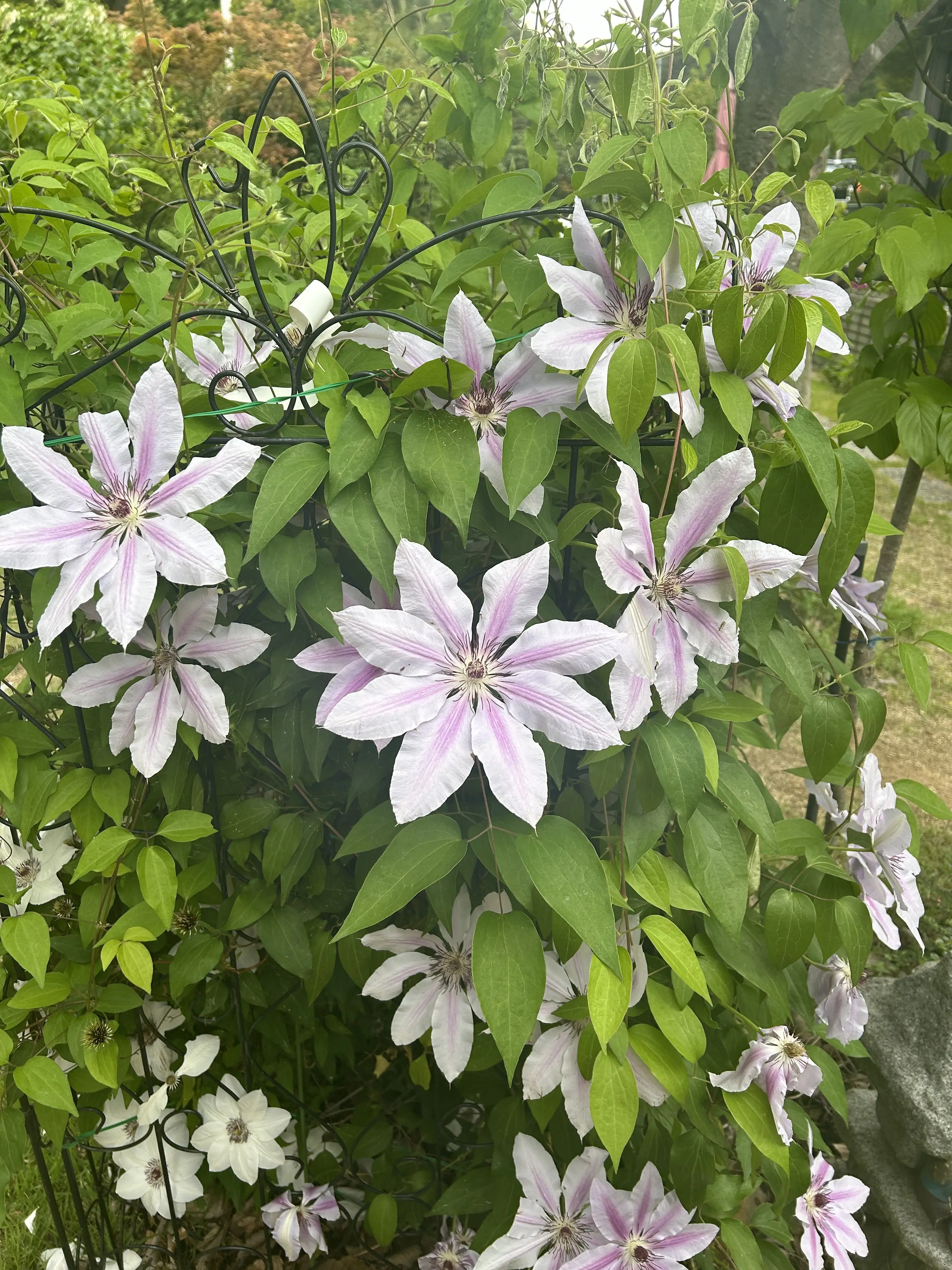 SnowyShirt0404의 미수반