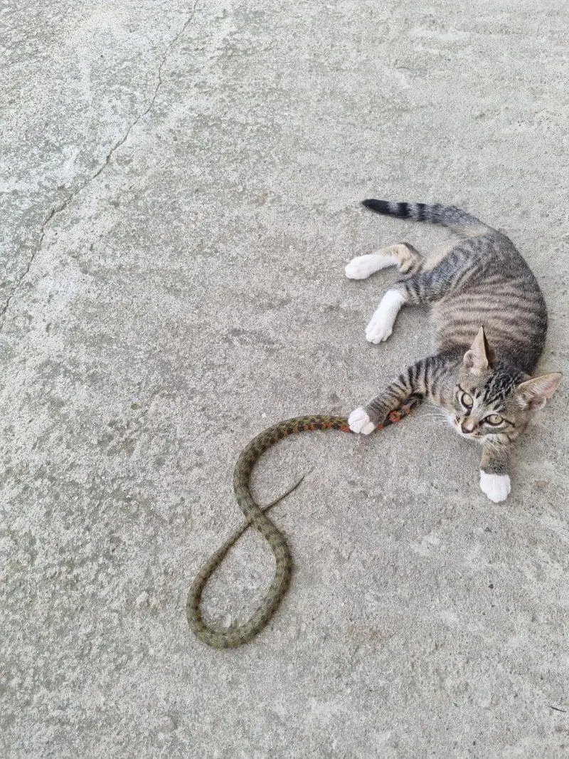 GURGUR의 嫉妬させないで。