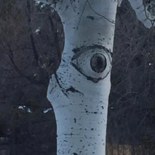 눈알식물 숲