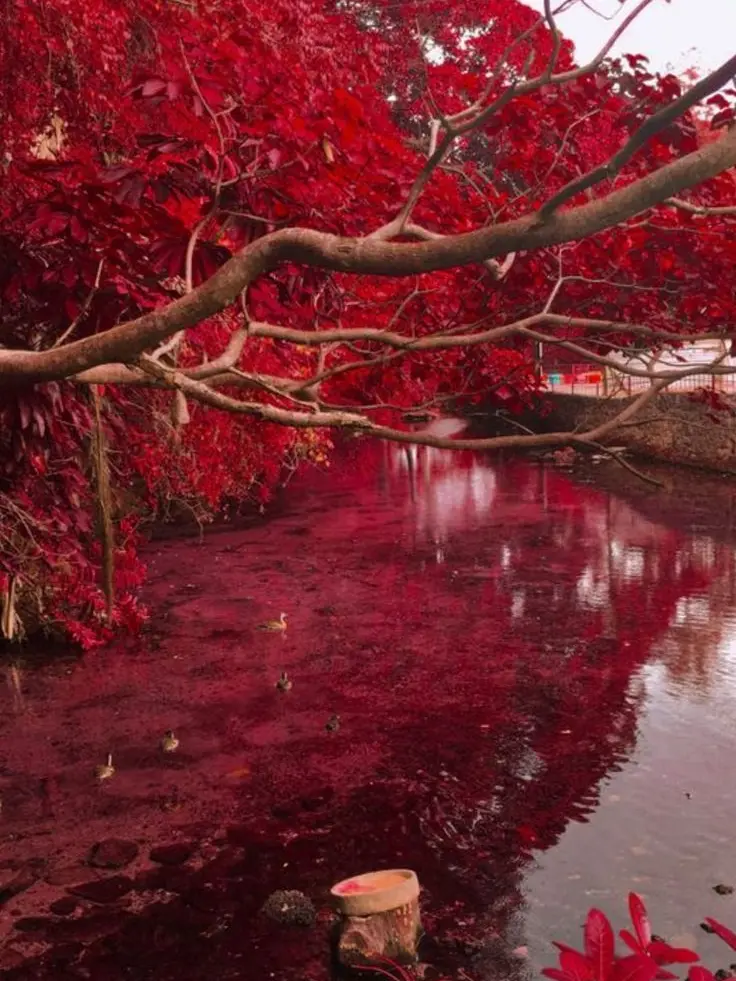 Paradise_1225의 플래그