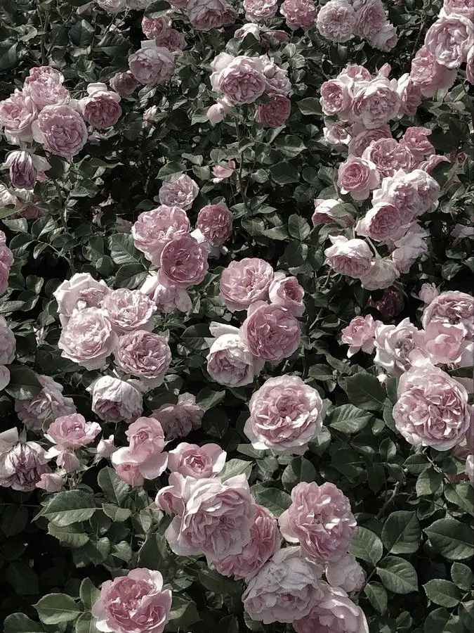 LovedPilot77383의 커플 남녀무리+여우