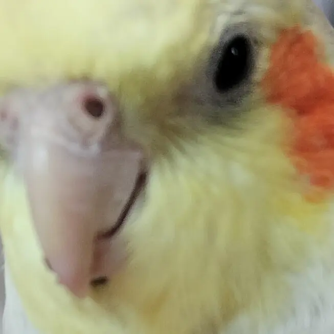 NumbShout3735의 オカメインコ