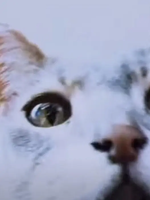 BoaHboaH1122의 지디의 고양이가 되.