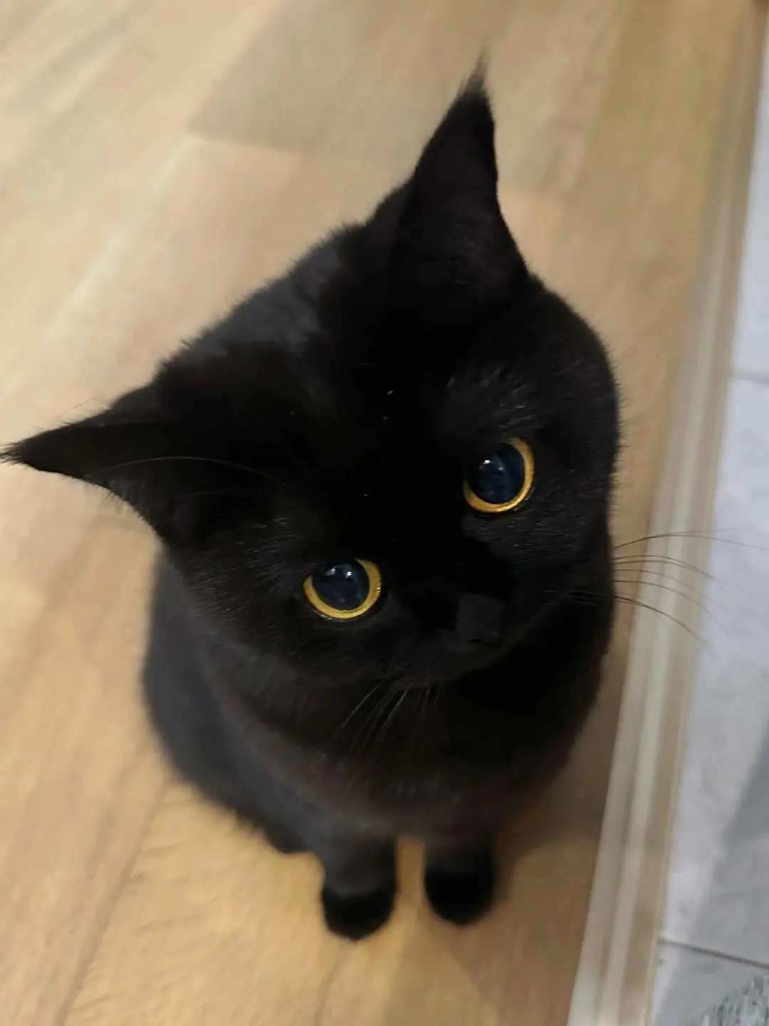 YellowUncle1945의 엄성현