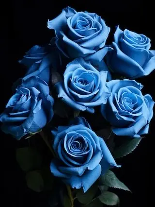 PurpleClay7418의 生徒会長の飼い猫